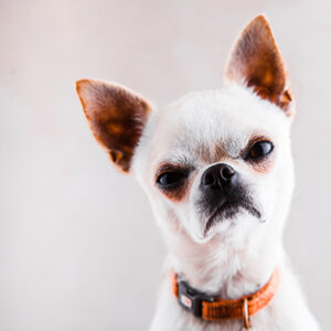 Evil,Chihuahua,Looks,Into,The,Camera,With,A,Displeased,Expression