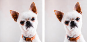 Evil,Chihuahua,Looks,Into,The,Camera,With,A,Displeased,Expression