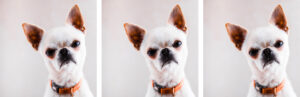 Evil,Chihuahua,Looks,Into,The,Camera,With,A,Displeased,Expression