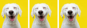 Happy,Puppy,Dog,Smiling,On,Isolated,Yellow,Background.